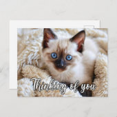 可愛恋しく思いシャム猫 ポストカード (正面/裏面)