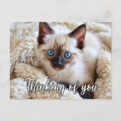 可愛恋しく思いシャム猫 ポストカード (正面)