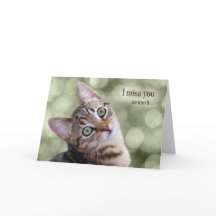 可愛恋しく思い虎猫子猫を買えないくらい