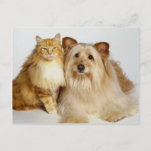 可愛最高のい友達の犬猫写真 ポストカード