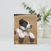 可愛縁どいCollie Heeler Mix子犬の写真恋しく思ユーザ ポストカード (スタンド正面)