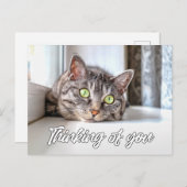 可愛考えい子ネコ ポストカード (正面/裏面)