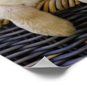 可愛魅力的い子犬の写真ゴールデンレトリバー – ポスター (角)