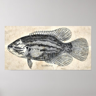 台所装飾の壁の芸術のヴィンテージの魚の泥のSunfish ポスター