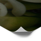 台湾のCala Lily Plantationでユリ ポスター (角)