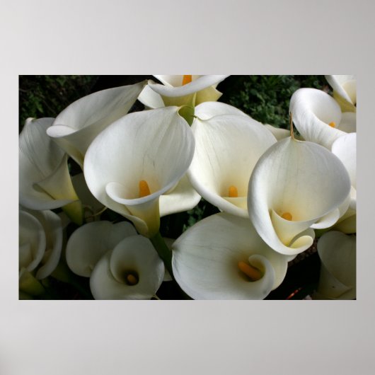 台湾のCala Lily Plantationでユリ ポスター (正面)