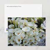 台湾のCala Lily Plantationでユリ ポストカード (正面/裏面)