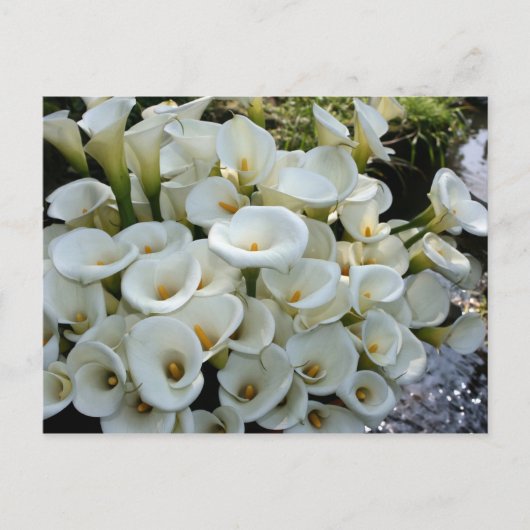 台湾のCala Lily Plantationでユリ ポストカード (正面)
