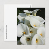 台湾のCala Lily Plantationでユリ ポストカード (正面/裏面)