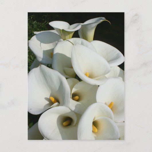 台湾のCala Lily Plantationでユリ ポストカード (正面)