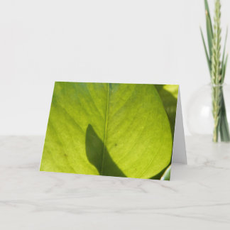 台湾フローラリーフ カード