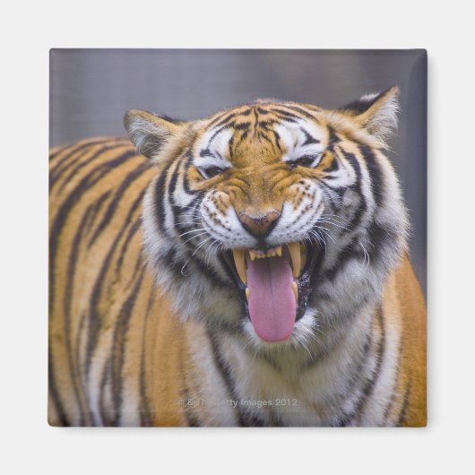 台湾、台北、台北動物園 マグネット (正面)