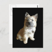 史上最もかわいいケアン・テリア!トトよりもかわいい! ポストカード (正面/裏面)