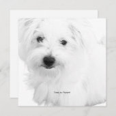 史上最もかわいいマルタ犬パーティー 招待状 (正面/裏面)