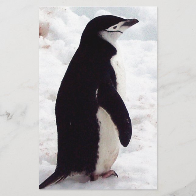史上最も可愛いペンギン (正面)