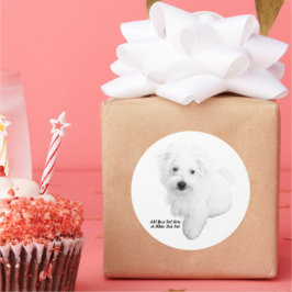 史上最も可愛いマルチーズ犬 ラウンドシール