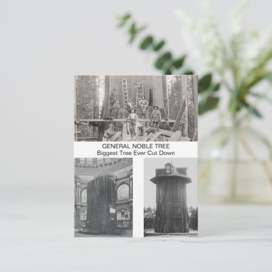 史上最大の切り倒されたセコイア ポストカード (スタンド正面)