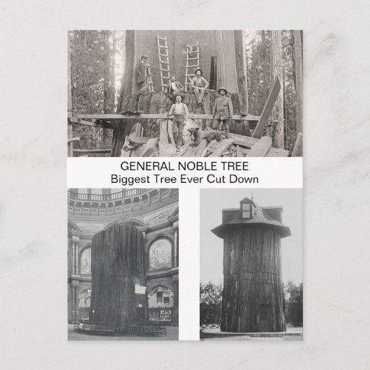 史上最大の切り倒されたセコイア ポストカード (正面)