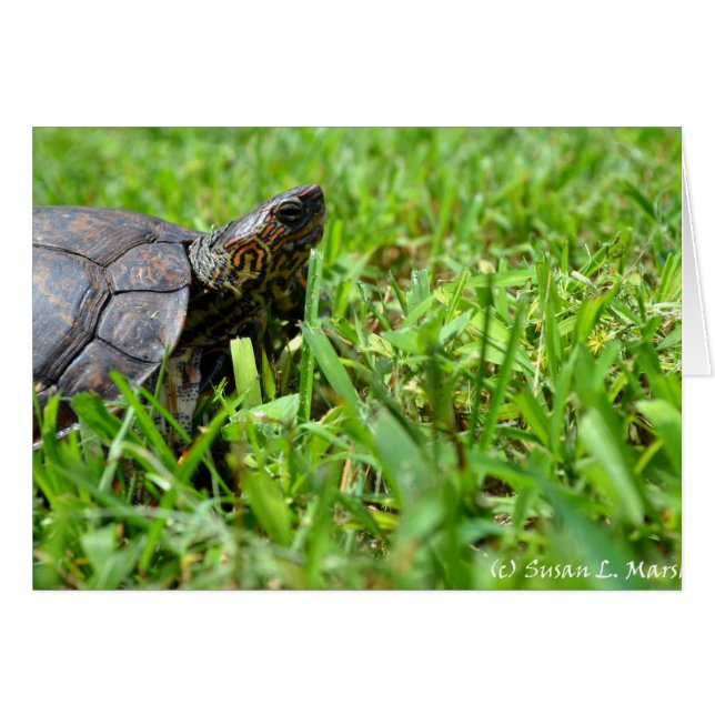 右に見ている華美な木製のカメ (正面横)