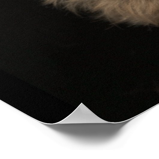 右を見ている短い毛のヨークシャーテリア犬 ポスター (角)