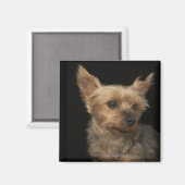 右を見ている短い毛のヨークシャーテリア犬 マグネット (正面/裏面)