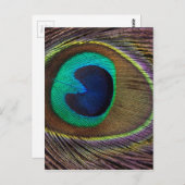 右側のクローズアップの孔雀の羽 ポストカード (正面/裏面)