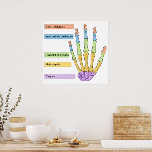 右手骨分割図 ポスター (キッチン)