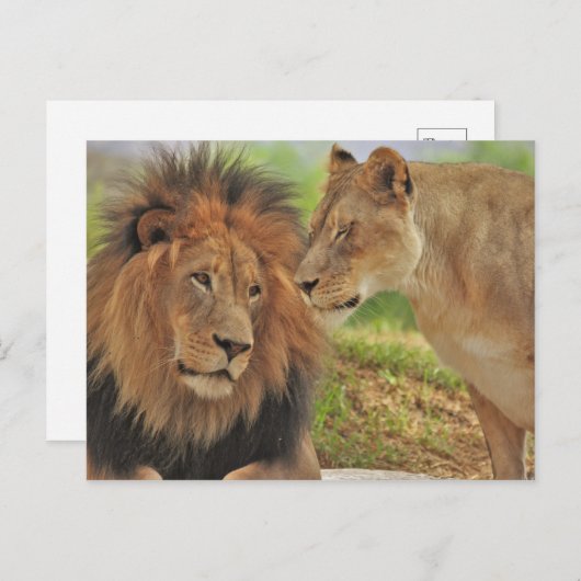 右翼 ポストカード (正面/裏面)