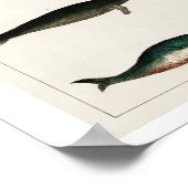 各種ヴィンテージポスター集 ポスター (角)