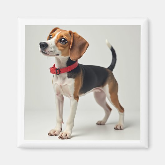 各種用途の磁石 マグネット (正面)