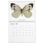 各種蝶2023 カレンダー (2月 2026)