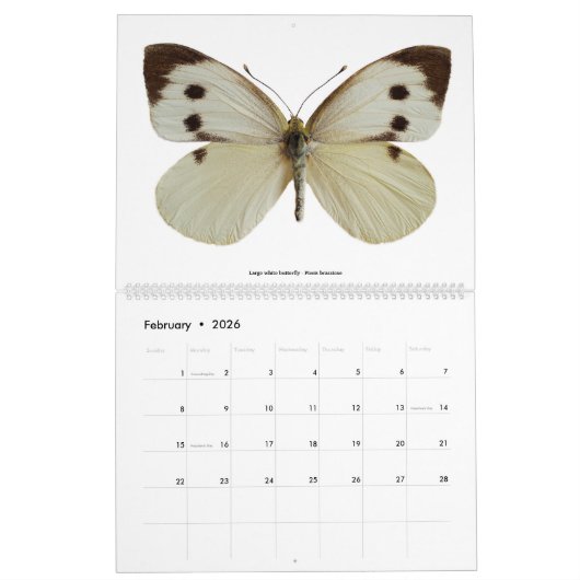 各種蝶2023 カレンダー (2月 2026)