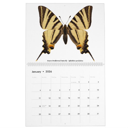 各種蝶2023 カレンダー (1月 2026)