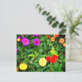 各種Dahlias #1はがき ポストカード (スタンド正面)