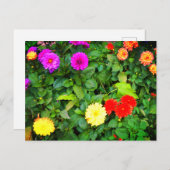 各種Dahlias #1はがき ポストカード (正面/裏面)