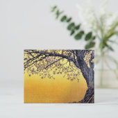 吉田敏さくらんぼの花 ポストカード (スタンド正面)