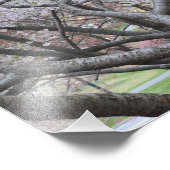 吉野さくらんぼツリー8"x10"フォトプリント フォトプリント            (角)