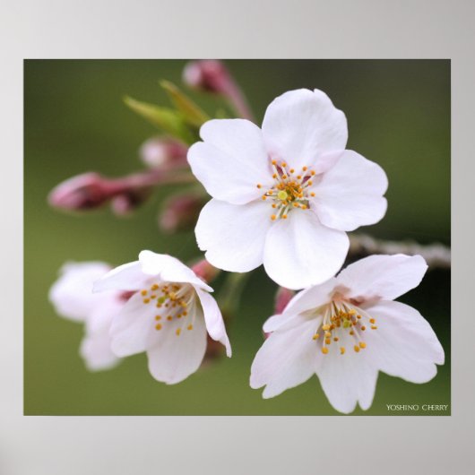 吉野さくらんぼ：ポスター ポスター (正面)