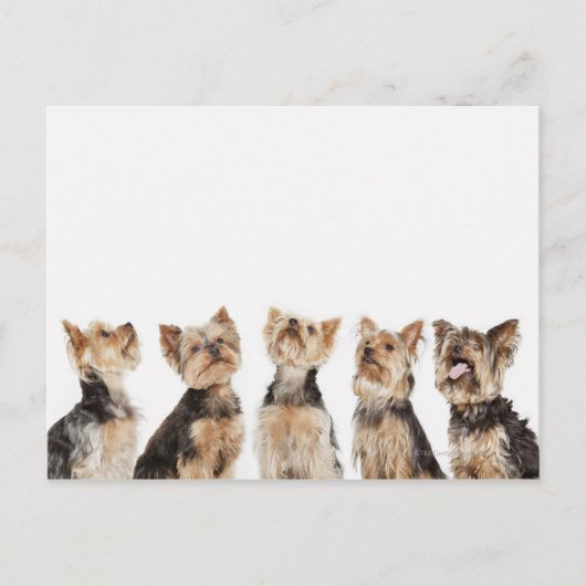 同じ犬が一緒に座っている ポストカード (正面)
