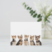 同じ犬が一緒に座っている ポストカード (スタンド正面)