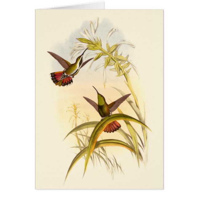 同カラフルじ花を目指すハチドリ二羽 (正面)