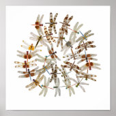 同期トンボ ポスター (正面)