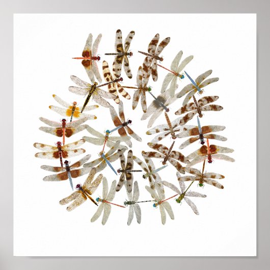 同期トンボ ポスター (正面)