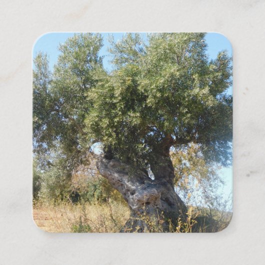 名刺オールドツリーデザインスタイル スクエア名刺 (正面)