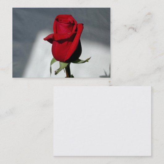 名刺 (正面/裏面)