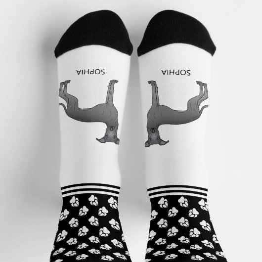 名前イタリアンと前足の青いグレイハウンド犬 ソックス (上部)