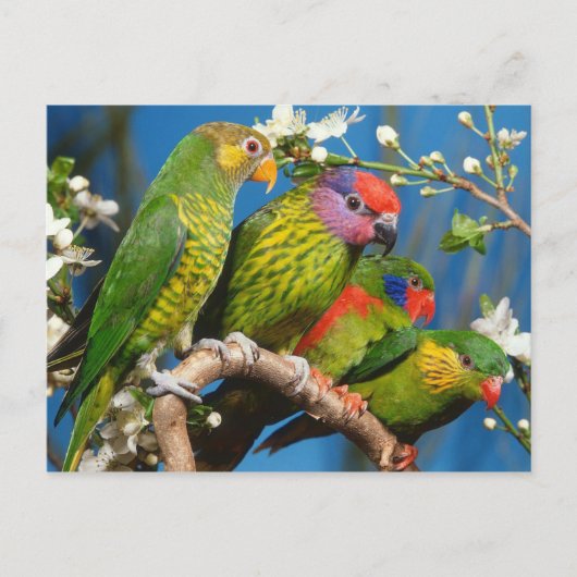 名産のグループ ポストカード (正面)