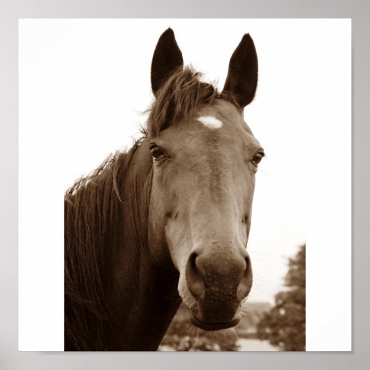 名馬 ポスター (正面)