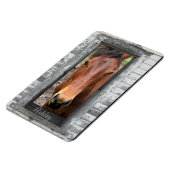 名馬 マグネット (左側)