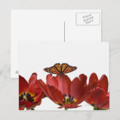 向かって赤いチューリップと(昆虫)オオカバマダラ、モナークの蝶 ポストカード (正面/裏面)